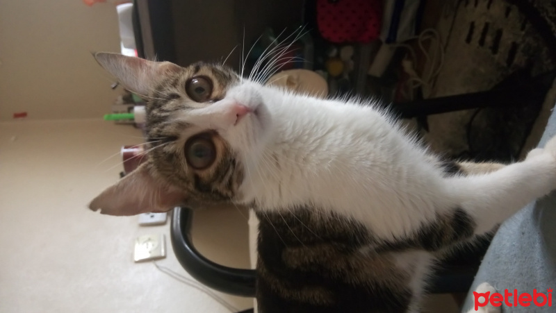 Tekir Kedi, Kedi  Fıstık fotoğrafı