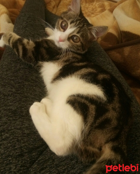 Tekir Kedi, Kedi  Fıstık fotoğrafı