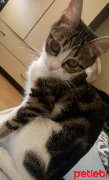 Tekir Kedi, Kedi  Fıstık fotoğrafı