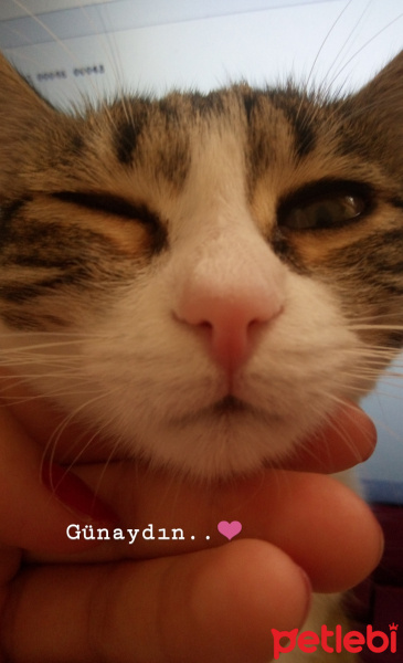 Tekir Kedi, Kedi  Fıstık fotoğrafı