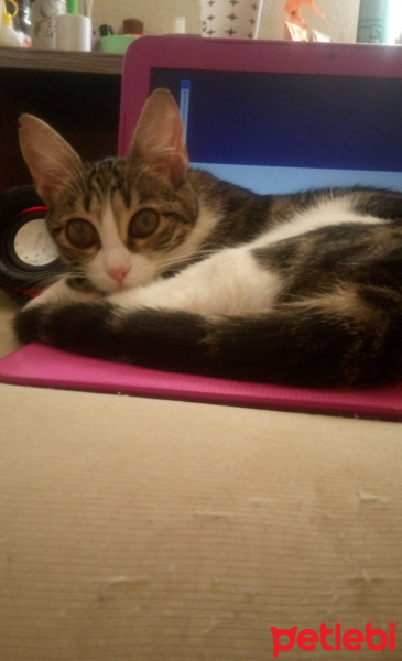 Tekir Kedi, Kedi  Fıstık fotoğrafı