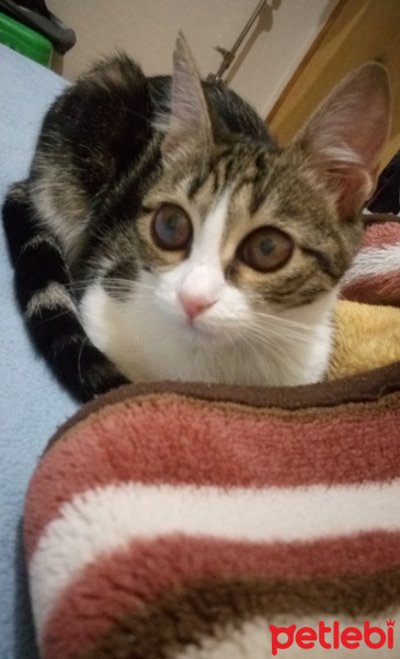 Tekir Kedi, Kedi  Fıstık fotoğrafı