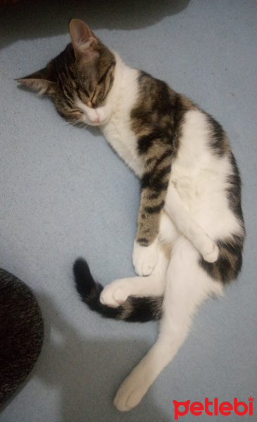 Tekir Kedi, Kedi  Fıstık fotoğrafı