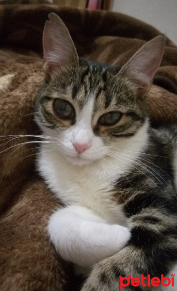 Tekir Kedi, Kedi  Fıstık fotoğrafı