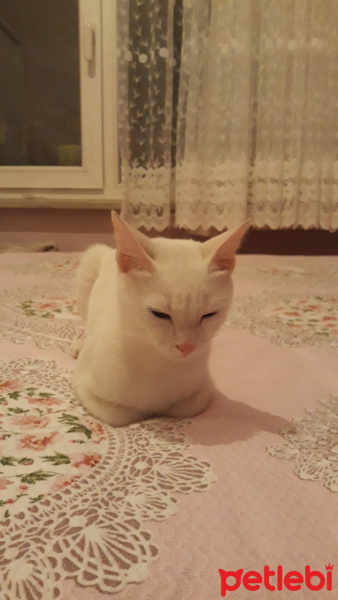 Ankara Kedisi, Kedi  prenses fotoğrafı