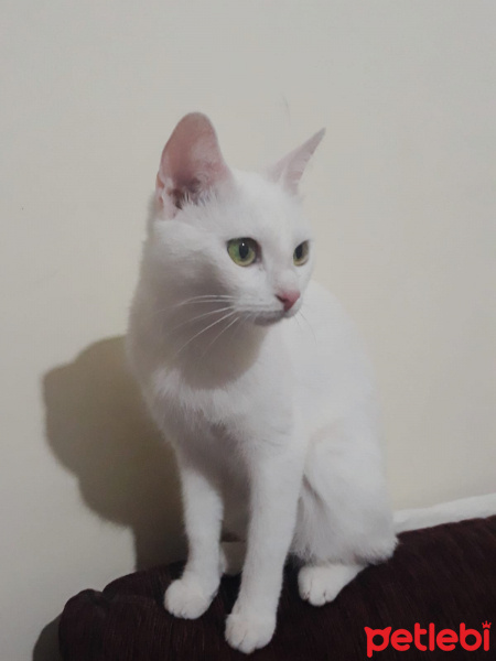 Ankara Kedisi, Kedi  prenses fotoğrafı