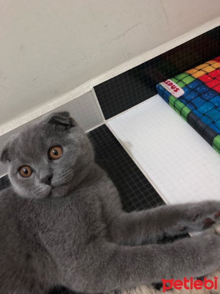 Scottish Fold, Kedi  Cesur fotoğrafı