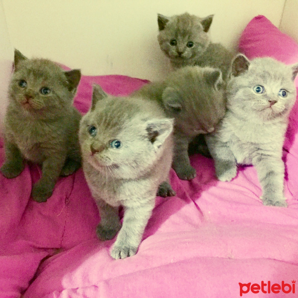 British Shorthair, Kedi  Maya’s family fotoğrafı