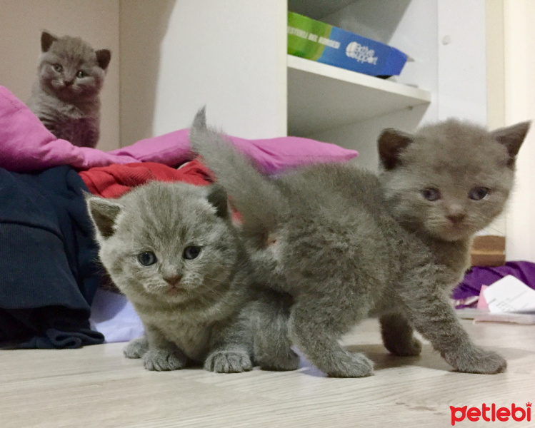 British Shorthair, Kedi  Maya’s family fotoğrafı