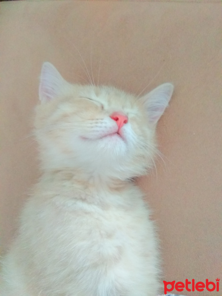 British Shorthair, Kedi  Burçak fotoğrafı