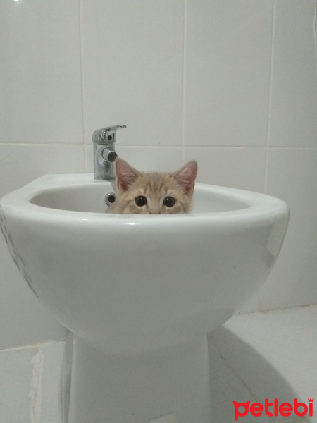 British Shorthair, Kedi  Burçak fotoğrafı