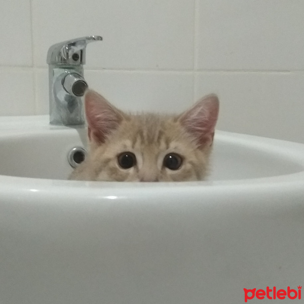 British Shorthair, Kedi  Burçak fotoğrafı