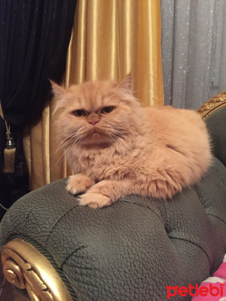 Chinchilla, Kedi  Hurrem fotoğrafı