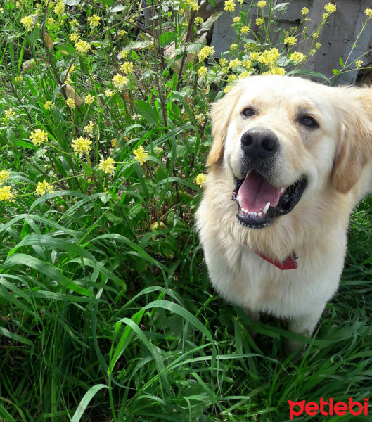 Golden Retriever, Köpek  TARÇIN fotoğrafı