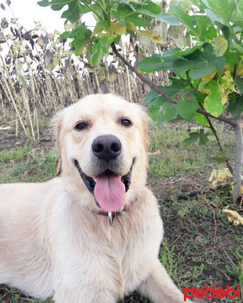 Golden Retriever, Köpek  TARÇIN fotoğrafı