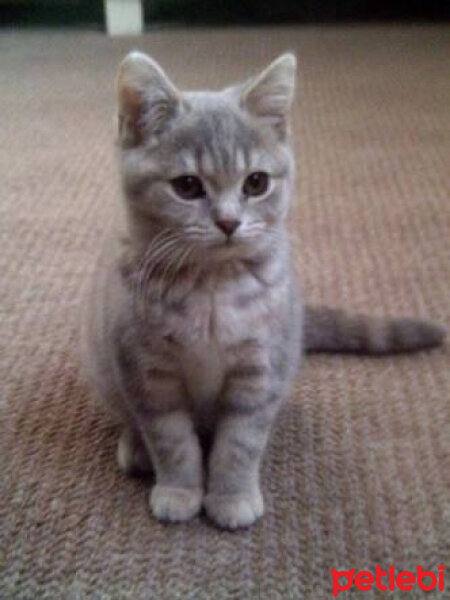 British Shorthair, Kedi  Lila fotoğrafı