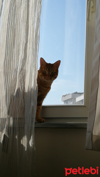 Tekir Kedi, Kedi  Rıfkı fotoğrafı