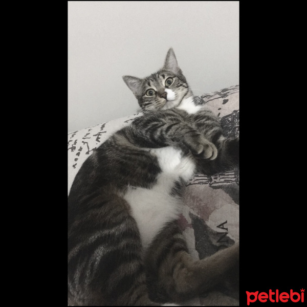 Tekir Kedi, Kedi  Oscar fotoğrafı