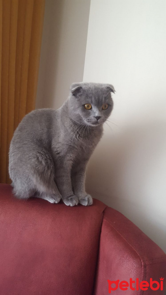 Scottish Fold, Kedi  Kimyon fotoğrafı