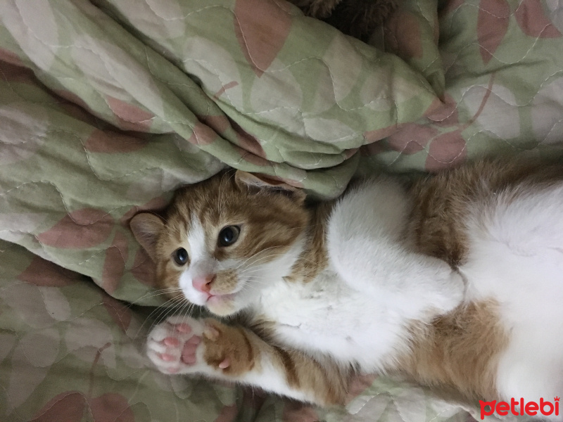 Tekir Kedi, Kedi  Efe fotoğrafı