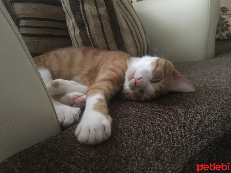 Tekir Kedi, Kedi  Efe fotoğrafı