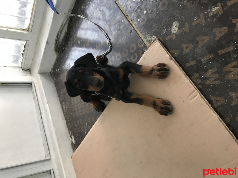 Doberman Pinscher, Köpek  Lisa fotoğrafı
