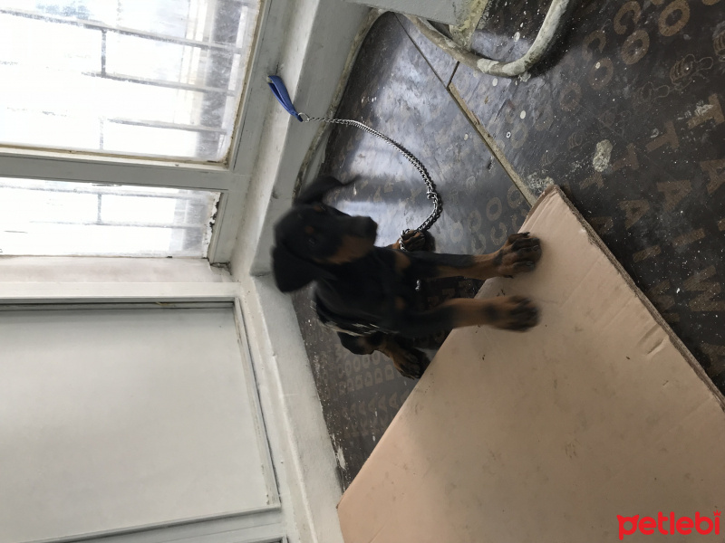 Doberman Pinscher, Köpek  Lisa fotoğrafı