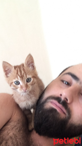 Tekir Kedi, Kedi  Şıkşık fotoğrafı