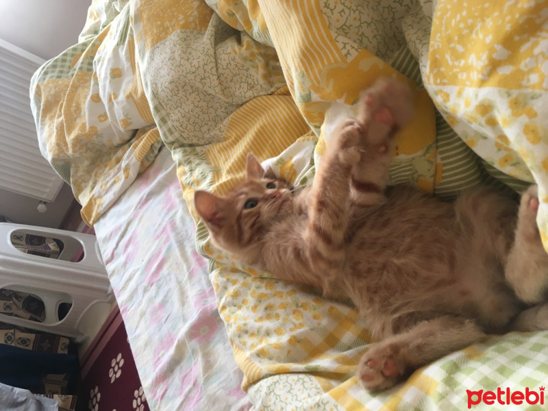 Tekir Kedi, Kedi  Şıkşık fotoğrafı