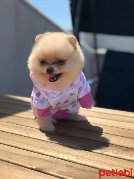 Pomeranyalı, Köpek  Barnie fotoğrafı