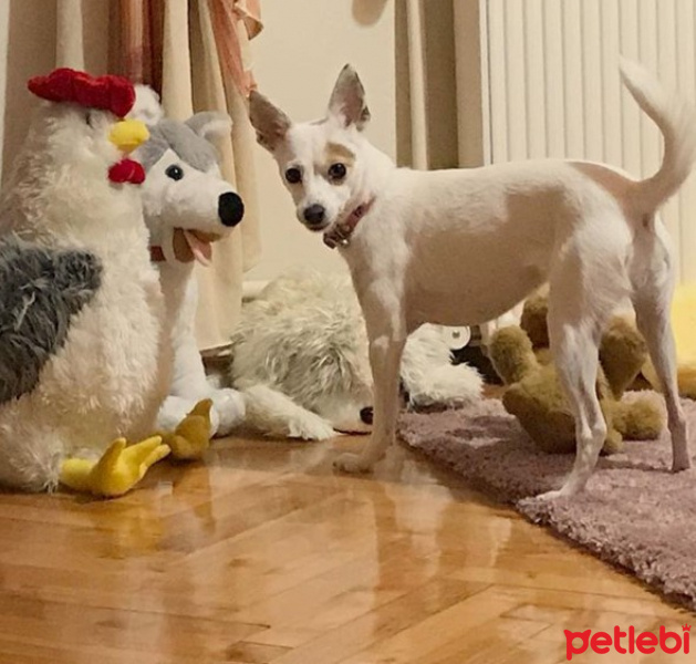 Chihuahua, Köpek  Misha fotoğrafı