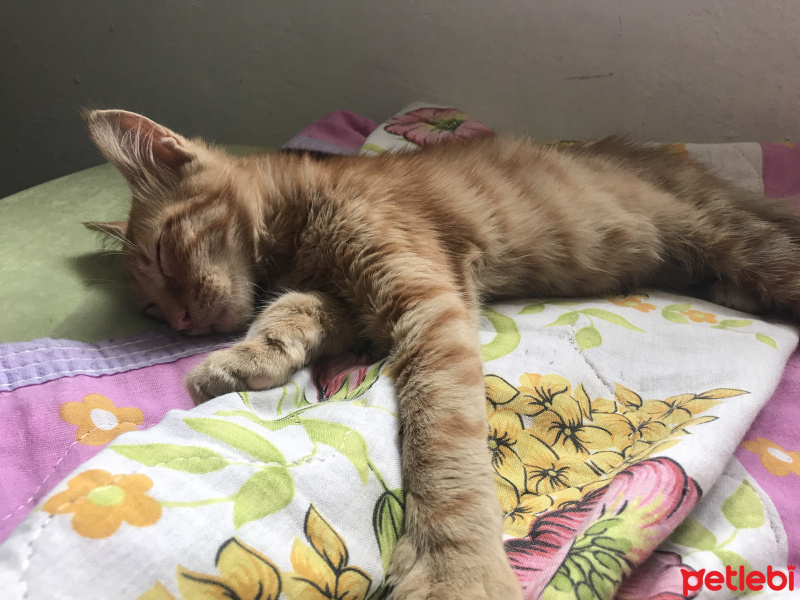 Tekir Kedi, Kedi  Gözlerini yaktıkları Şanslıya acil yuva kör değil! fotoğrafı
