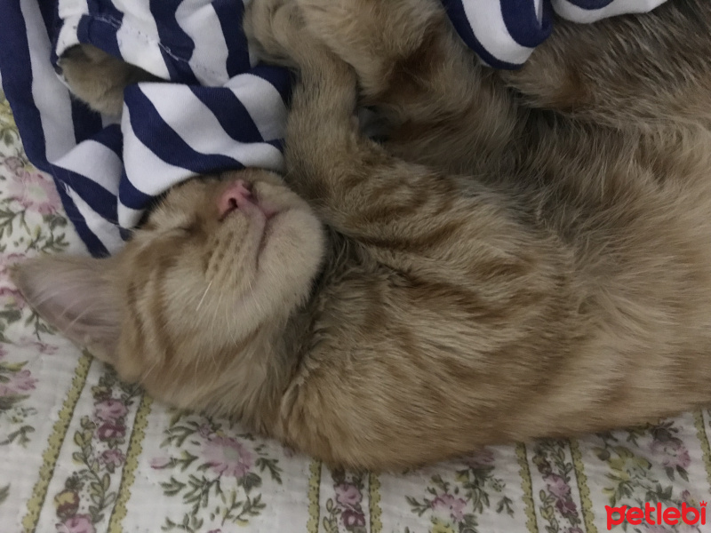 Tekir Kedi, Kedi  Gözlerini yaktıkları Şanslıya acil yuva kör değil! fotoğrafı