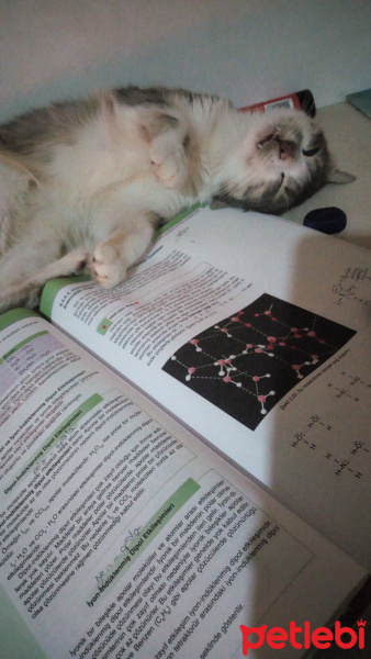 Tekir Kedi, Kedi  Kaju fotoğrafı