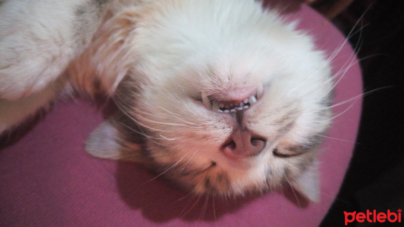Tekir Kedi, Kedi  Kaju fotoğrafı