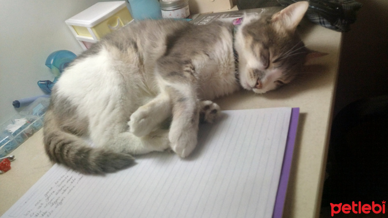 Tekir Kedi, Kedi  Kaju fotoğrafı