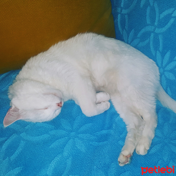 Van Kedisi, Kedi  Sabri fotoğrafı