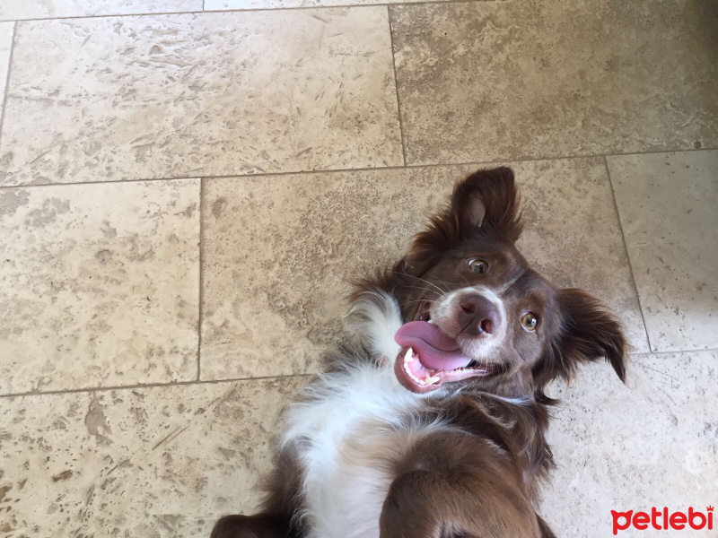 Sokö (Sokak Köpeği), Köpek  osman fotoğrafı