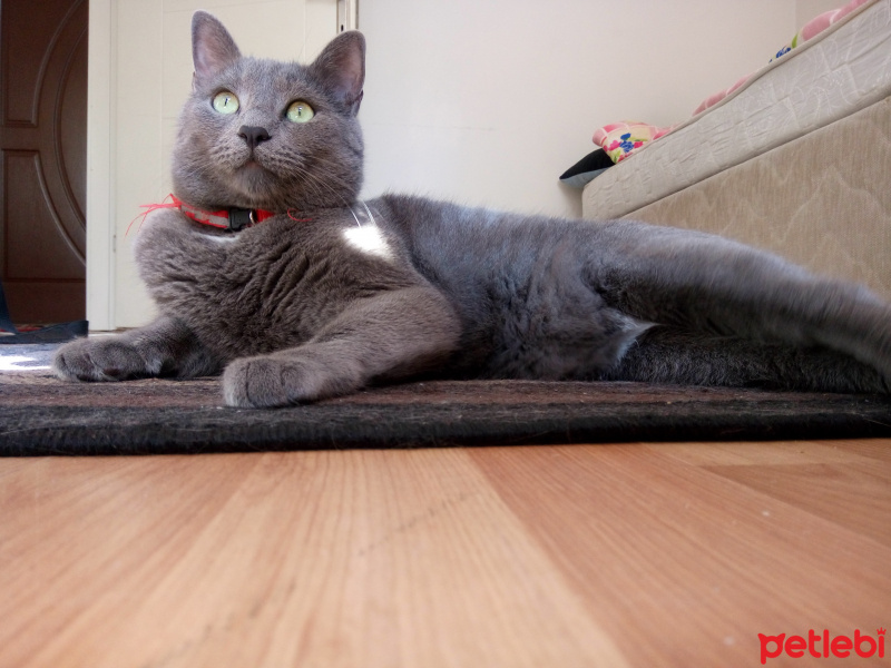 British Shorthair, Kedi  Duman fotoğrafı