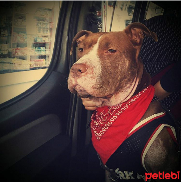 Amerikan Pitbull Terrier, Köpek  Jerry fotoğrafı