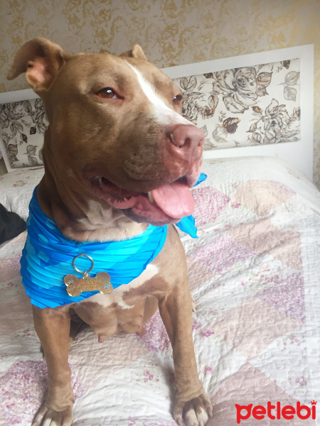 Amerikan Pitbull Terrier, Köpek  Jerry fotoğrafı