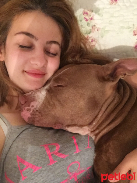 Amerikan Pitbull Terrier, Köpek  Jerry fotoğrafı