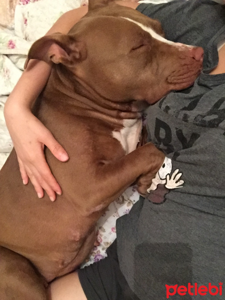Amerikan Pitbull Terrier, Köpek  Jerry fotoğrafı