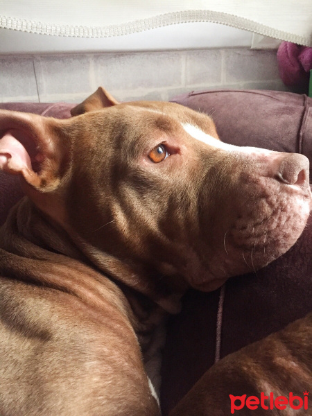 Amerikan Pitbull Terrier, Köpek  Jerry fotoğrafı
