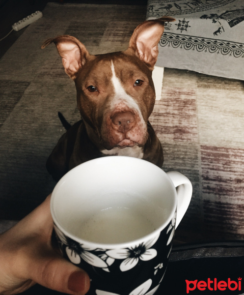Amerikan Pitbull Terrier, Köpek  Jerry fotoğrafı
