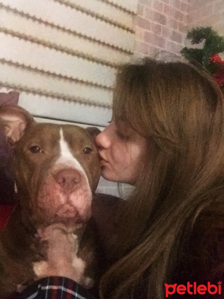 Amerikan Pitbull Terrier, Köpek  Jerry fotoğrafı