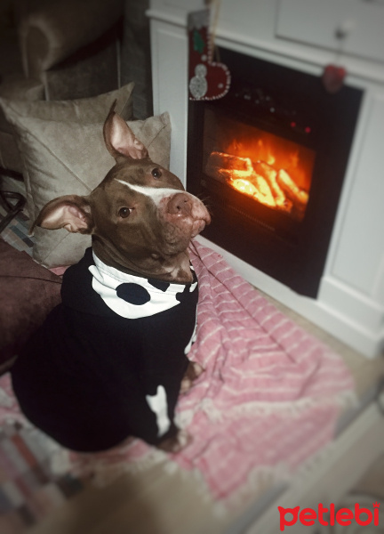 Amerikan Pitbull Terrier, Köpek  Jerry fotoğrafı