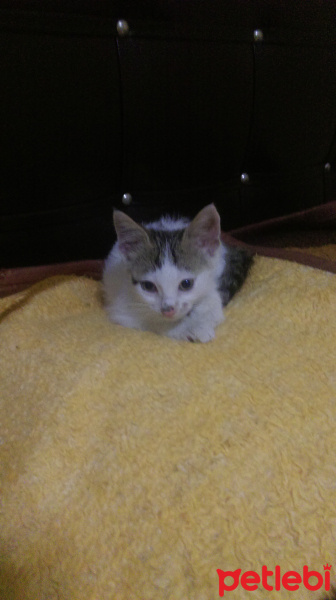 Tekir Kedi, Kedi  pamuk fotoğrafı