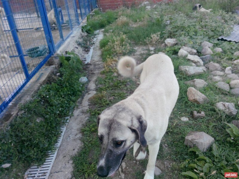 Kangal, Köpek  ŞILLIK fotoğrafı