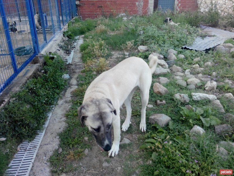 Kangal, Köpek  ŞILLIK fotoğrafı